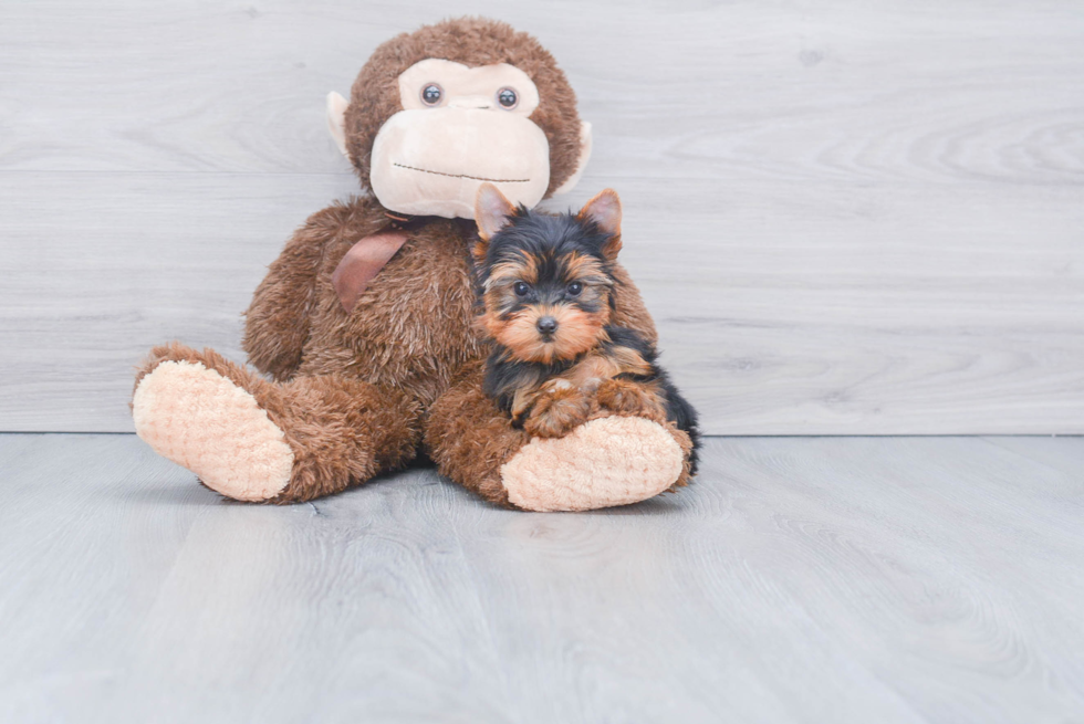 Meet Gigi - our Yorkshire Terrier Puppy Photo 