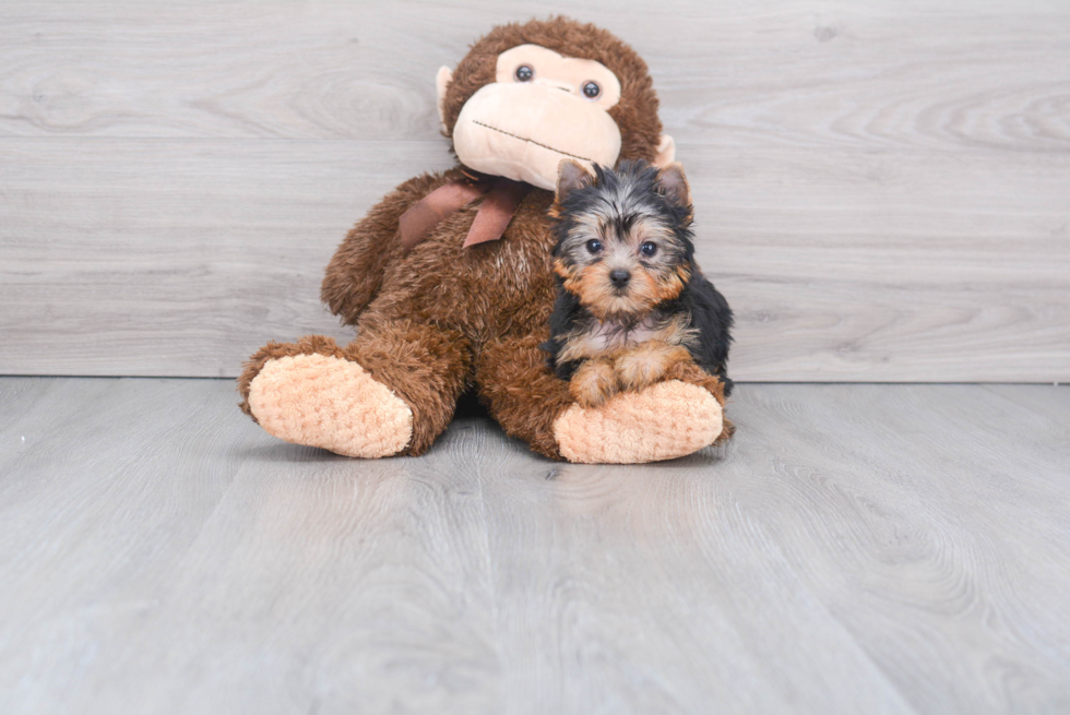 Meet Giselle - our Yorkshire Terrier Puppy Photo 