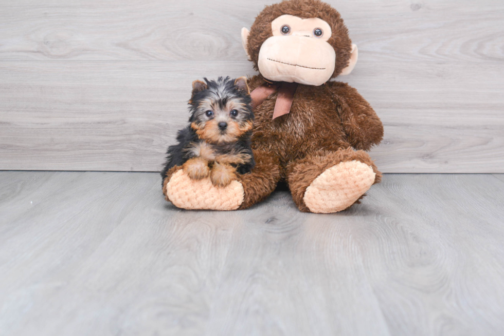 Meet Giselle - our Yorkshire Terrier Puppy Photo 