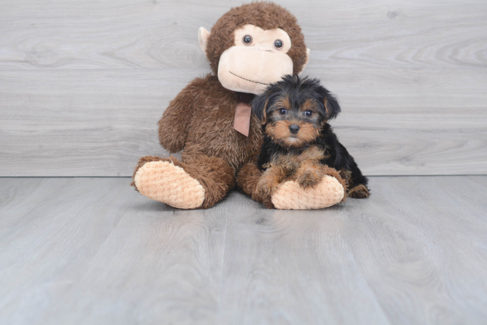 Meet Giselle - our Yorkshire Terrier Puppy Photo 