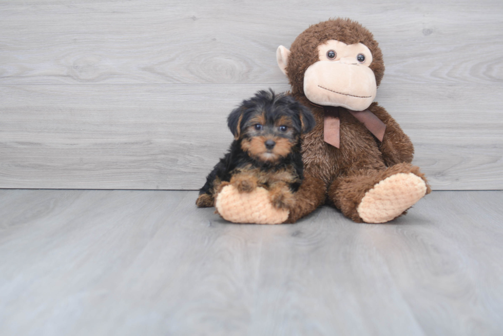 Meet Giselle - our Yorkshire Terrier Puppy Photo 