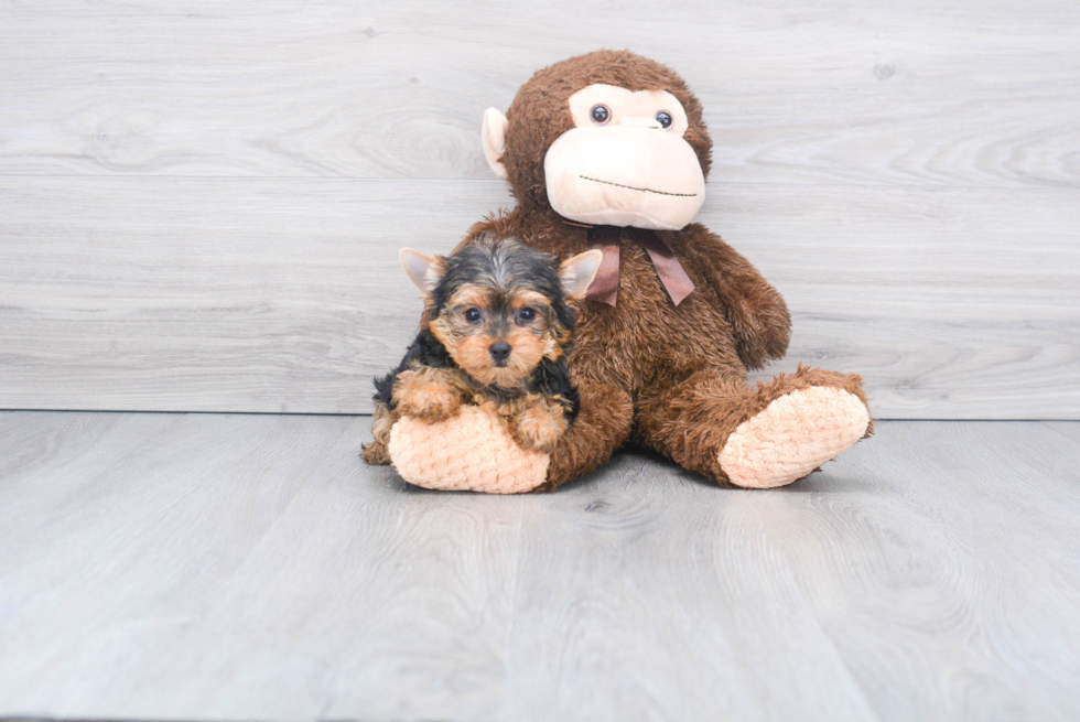 Meet Giselle - our Yorkshire Terrier Puppy Photo 