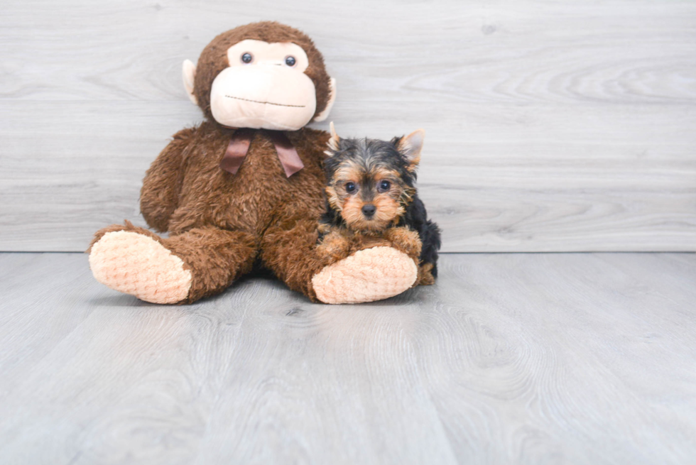 Meet Giselle - our Yorkshire Terrier Puppy Photo 