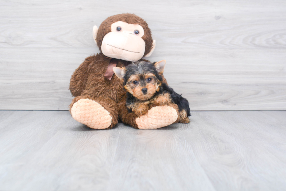 Meet Giselle - our Yorkshire Terrier Puppy Photo 