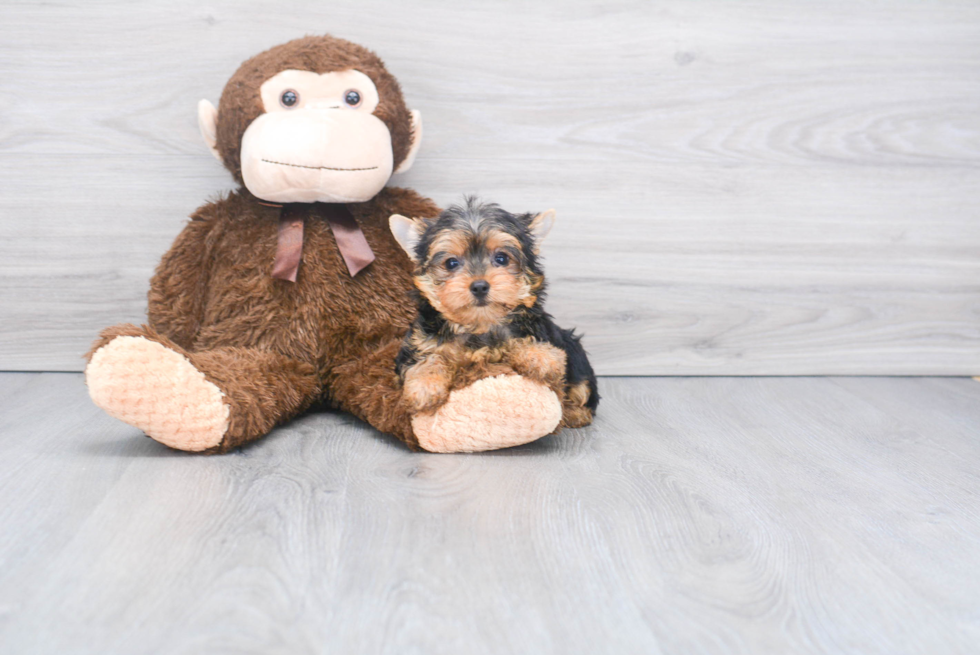 Meet Giselle - our Yorkshire Terrier Puppy Photo 