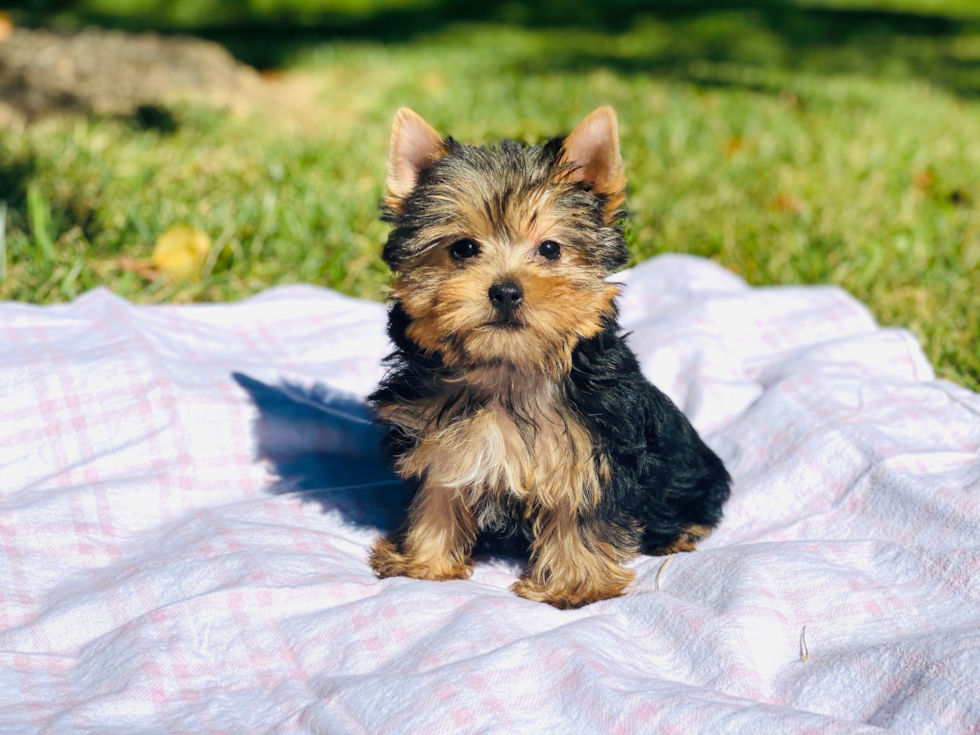 Meet Giselle - our Yorkshire Terrier Puppy Photo 