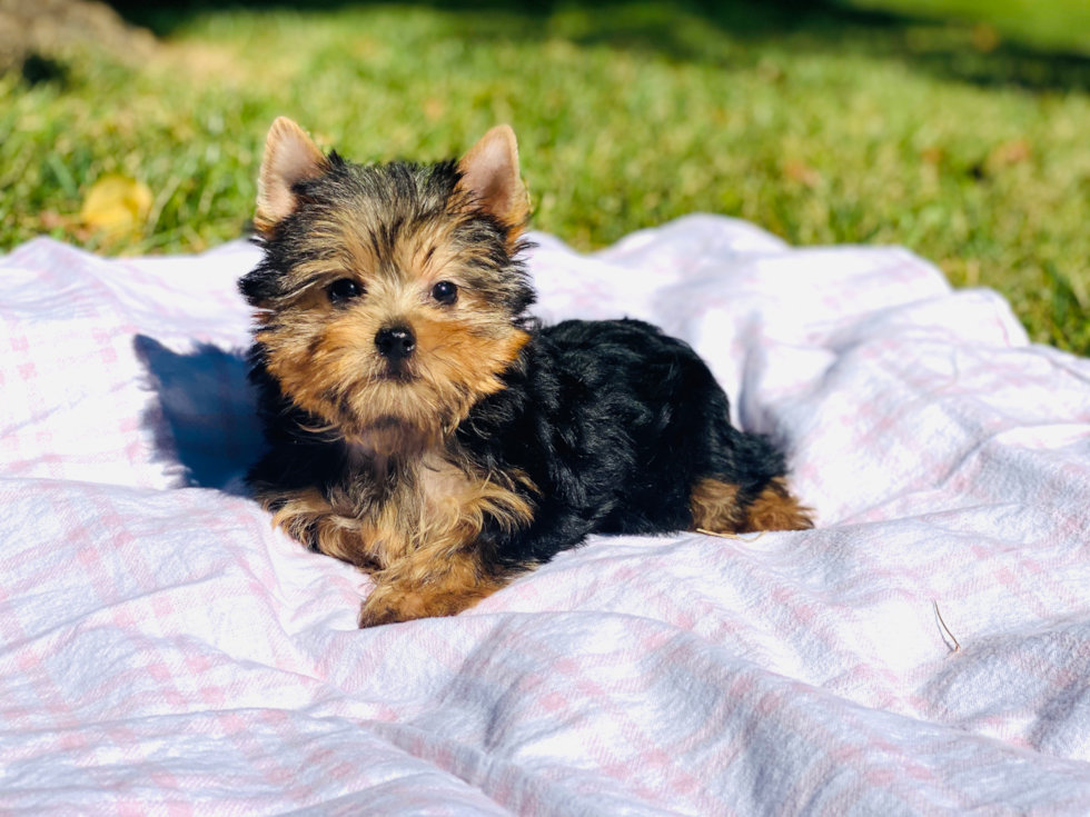 Meet Giselle - our Yorkshire Terrier Puppy Photo 