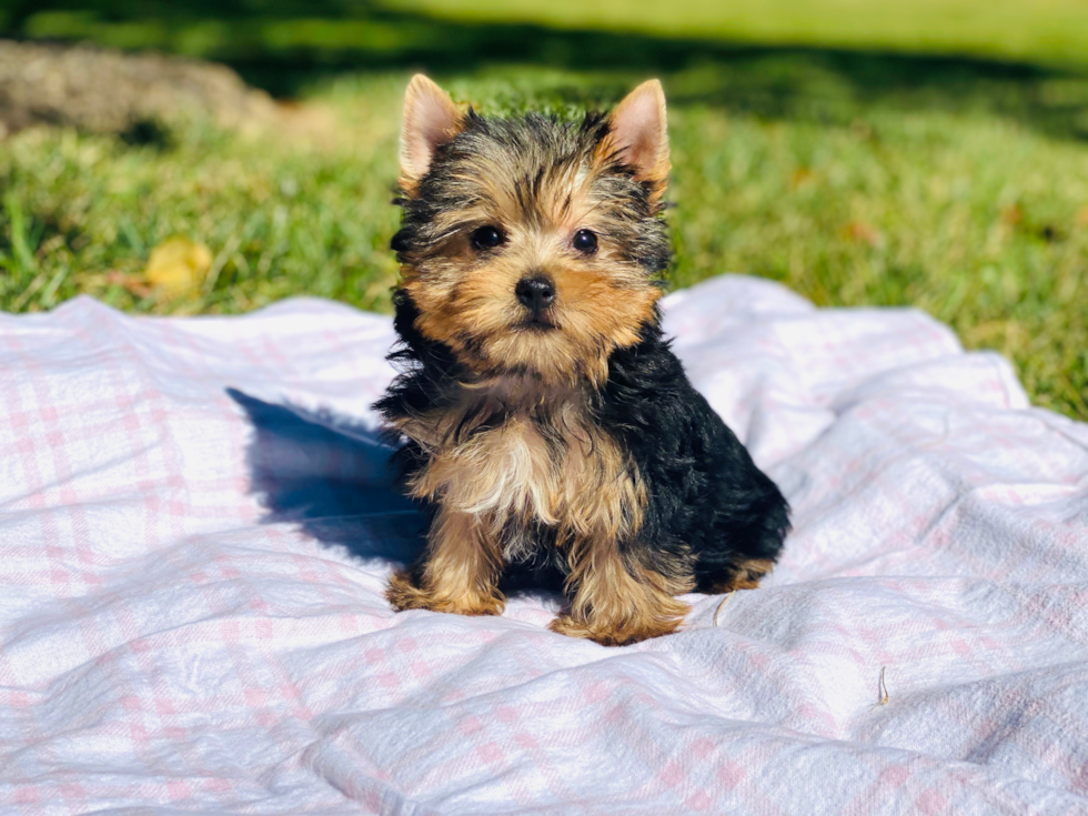 Meet Giselle - our Yorkshire Terrier Puppy Photo 