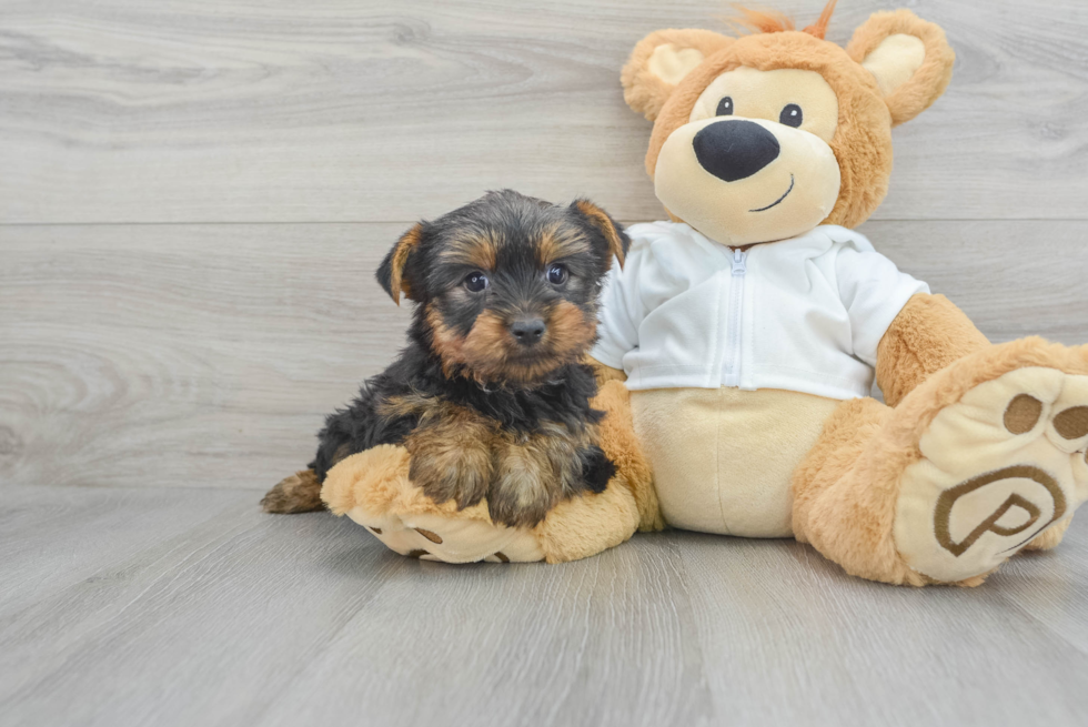 Best Yorkshire Terrier Baby