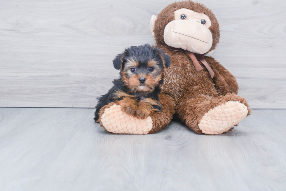 Meet Goldie - our Yorkshire Terrier Puppy Photo 