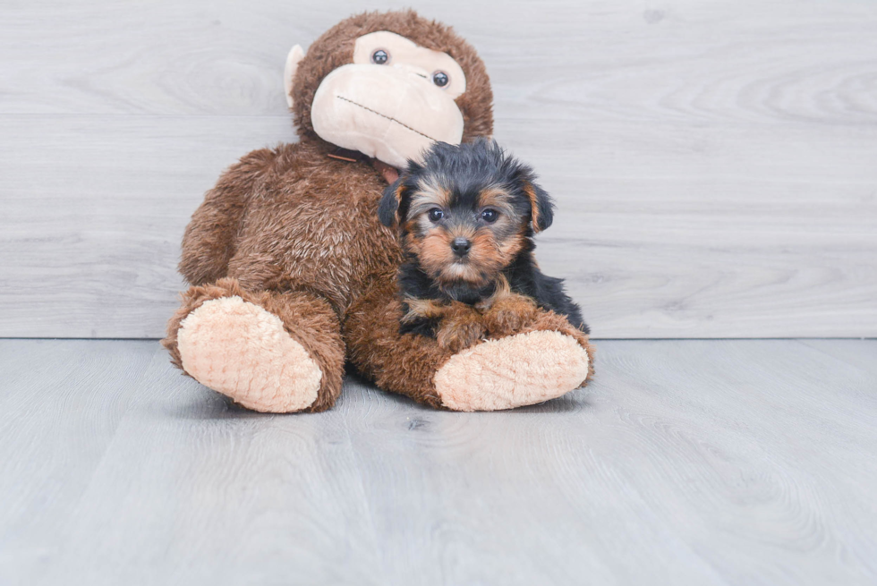 Meet Goldie - our Yorkshire Terrier Puppy Photo 