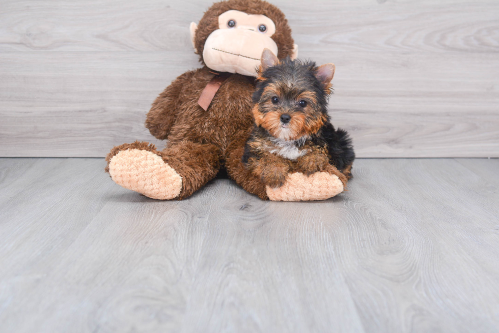 Meet Goldie - our Yorkshire Terrier Puppy Photo 