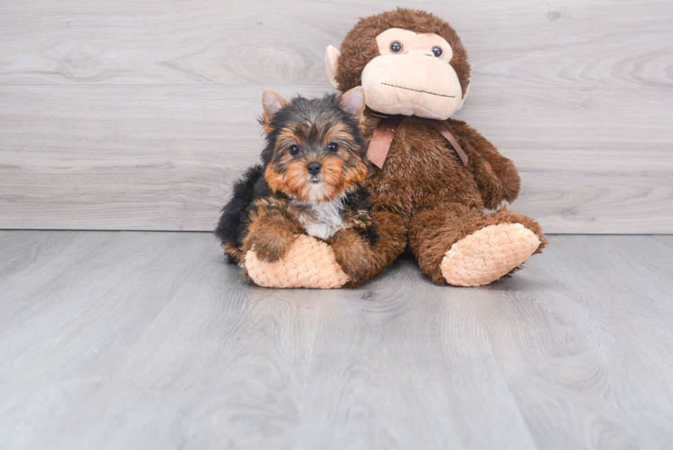 Meet Goldie - our Yorkshire Terrier Puppy Photo 