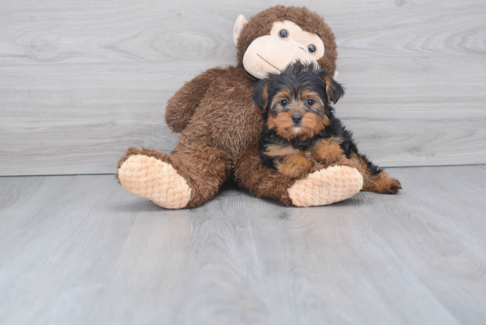 Meet Goldie - our Yorkshire Terrier Puppy Photo 