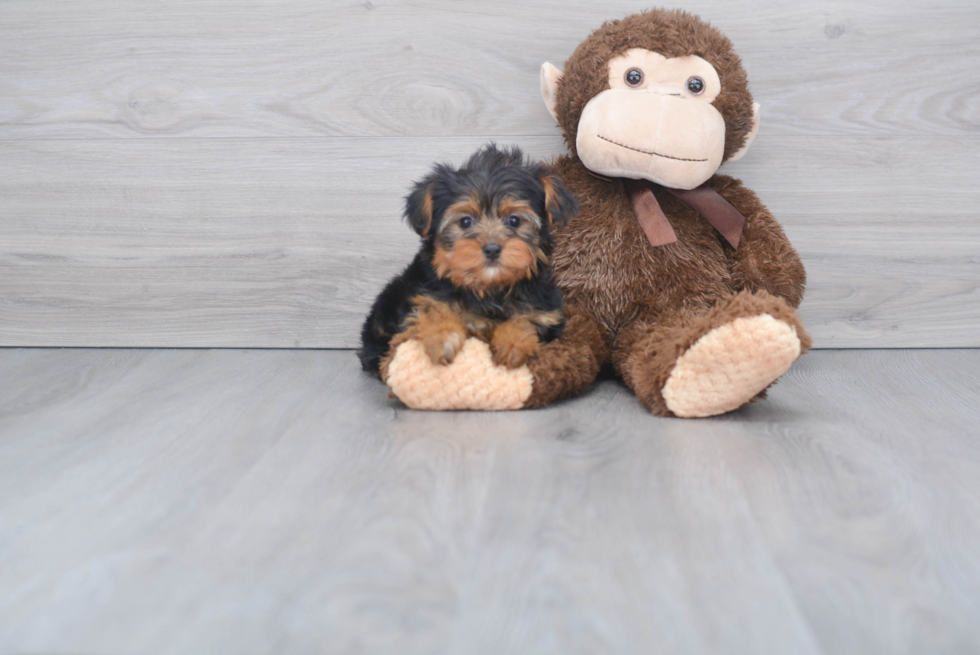 Meet Goldie - our Yorkshire Terrier Puppy Photo 