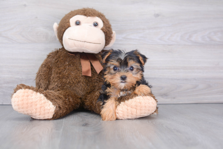 Best Yorkshire Terrier Baby