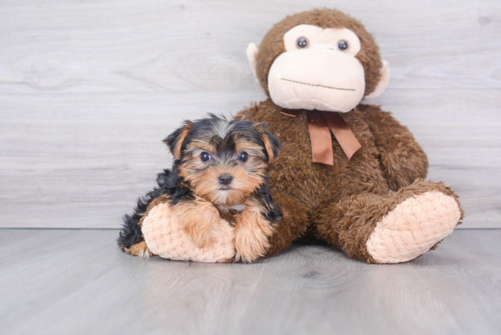 Happy Yorkie Purebred Puppy