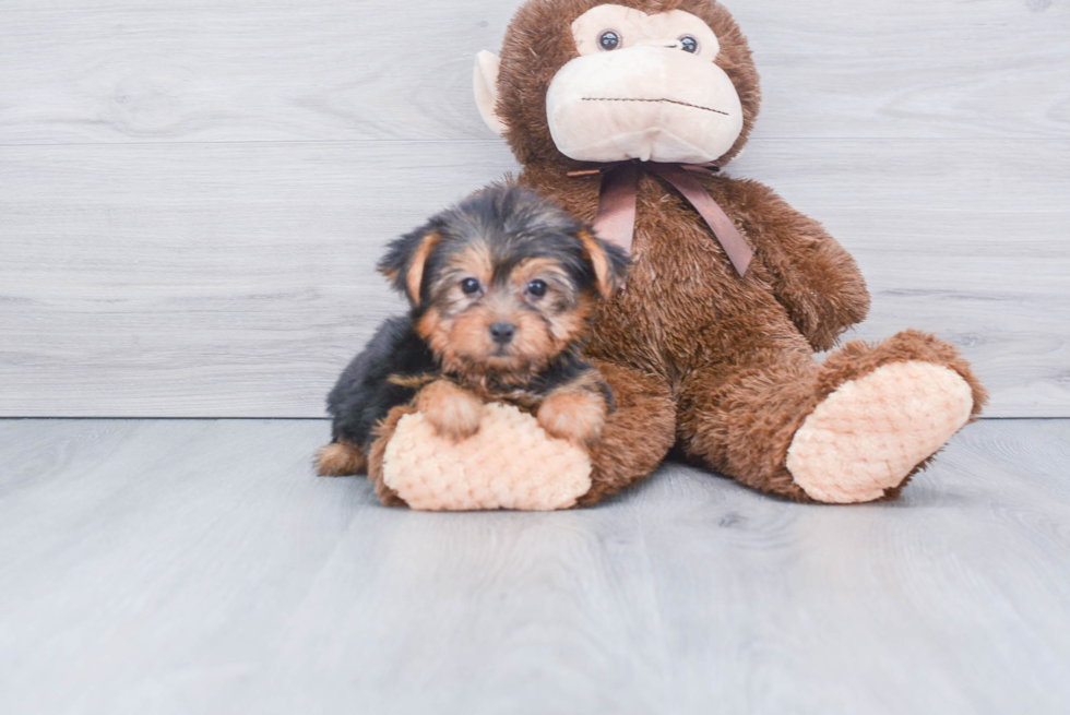 Meet Izzie - our Yorkshire Terrier Puppy Photo 