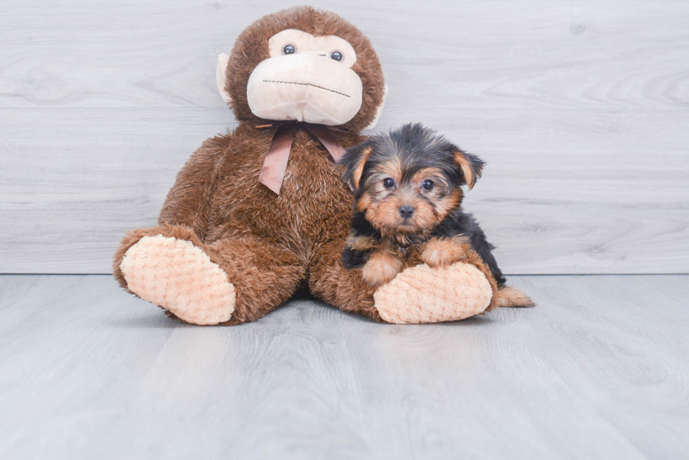 Meet Izzie - our Yorkshire Terrier Puppy Photo 