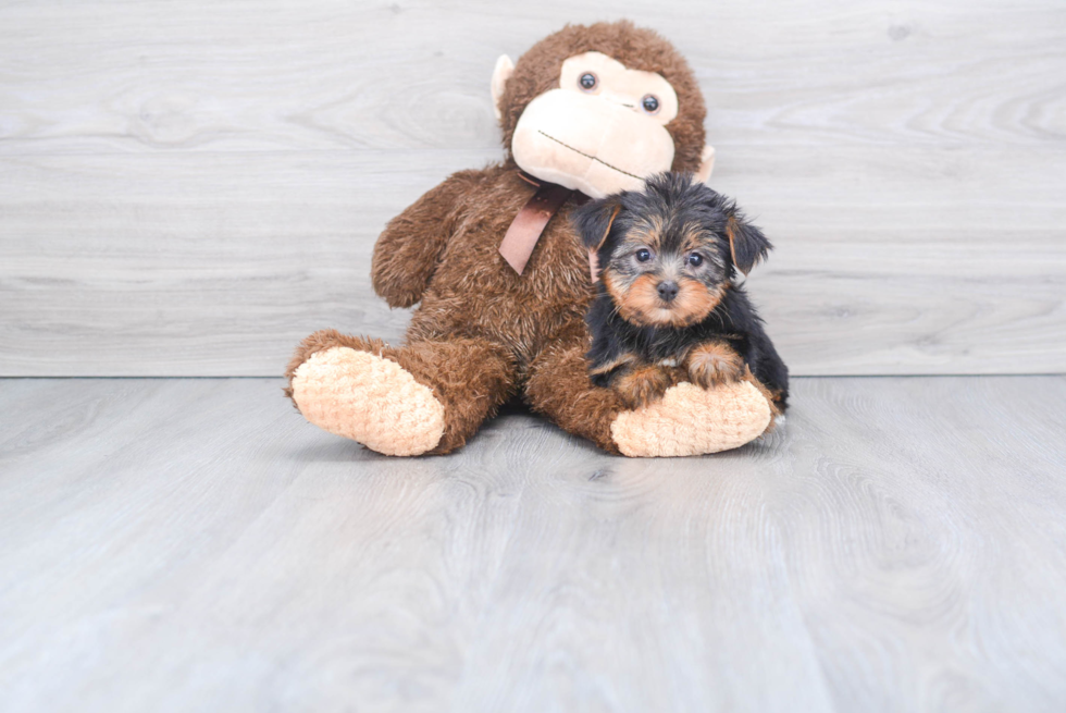 Meet Izzie - our Yorkshire Terrier Puppy Photo 