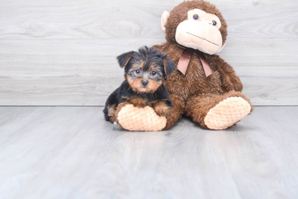 Meet Izzie - our Yorkshire Terrier Puppy Photo 