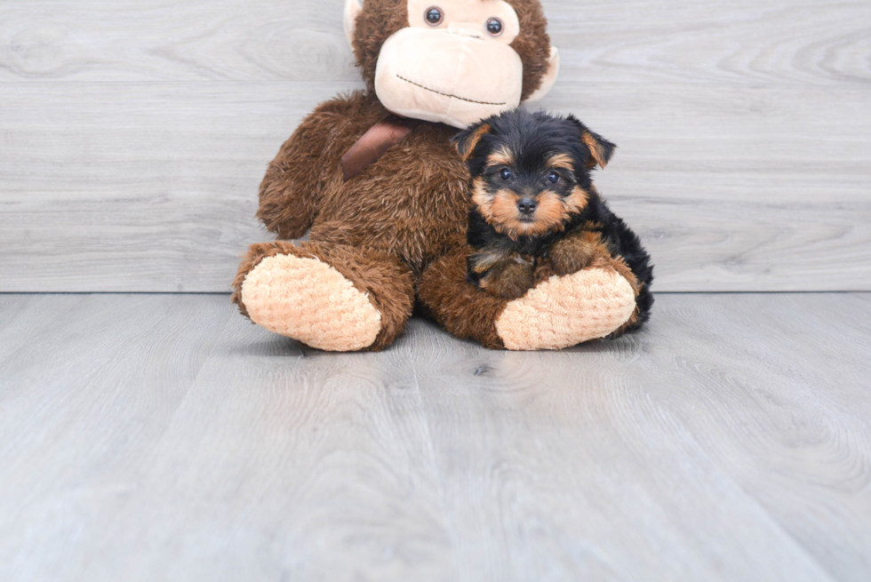 Meet Izzie - our Yorkshire Terrier Puppy Photo 