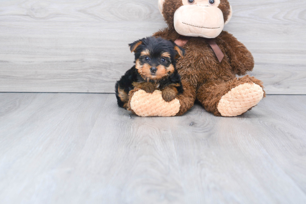 Meet Izzie - our Yorkshire Terrier Puppy Photo 