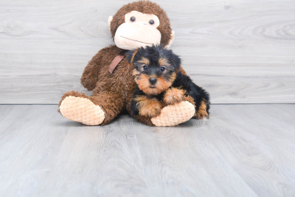 Meet Izzie - our Yorkshire Terrier Puppy Photo 