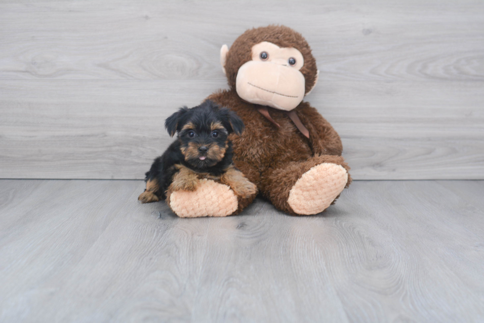 Meet Izzie - our Yorkshire Terrier Puppy Photo 