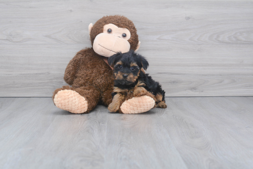 Meet Izzie - our Yorkshire Terrier Puppy Photo 