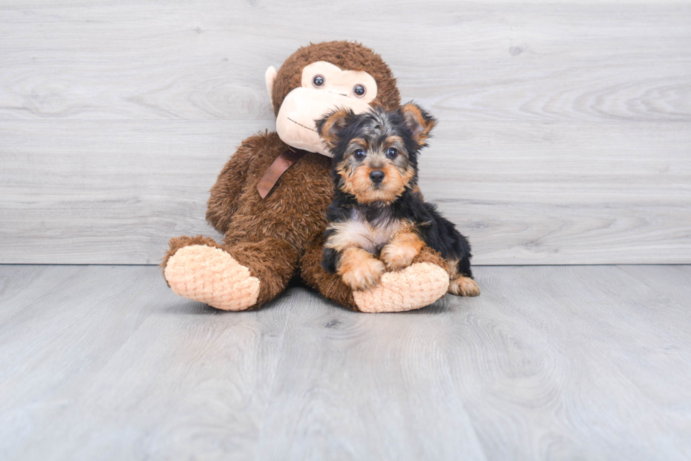 Meet Izzie - our Yorkshire Terrier Puppy Photo 