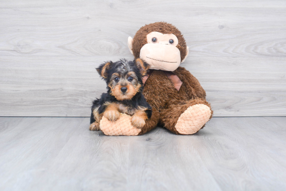 Meet Izzie - our Yorkshire Terrier Puppy Photo 