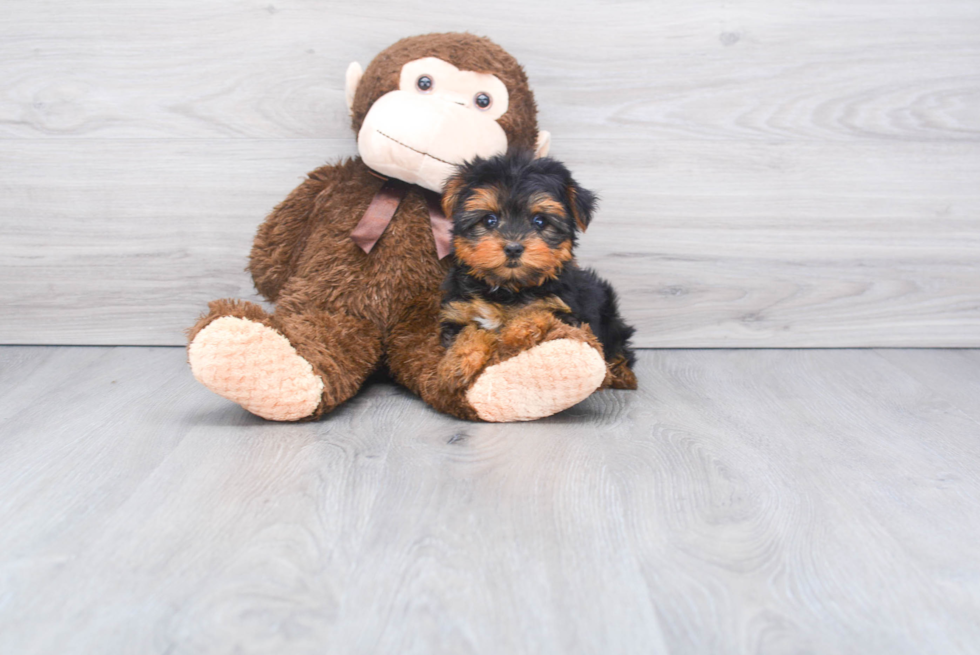 Meet Diamond - our Yorkshire Terrier Puppy Photo 