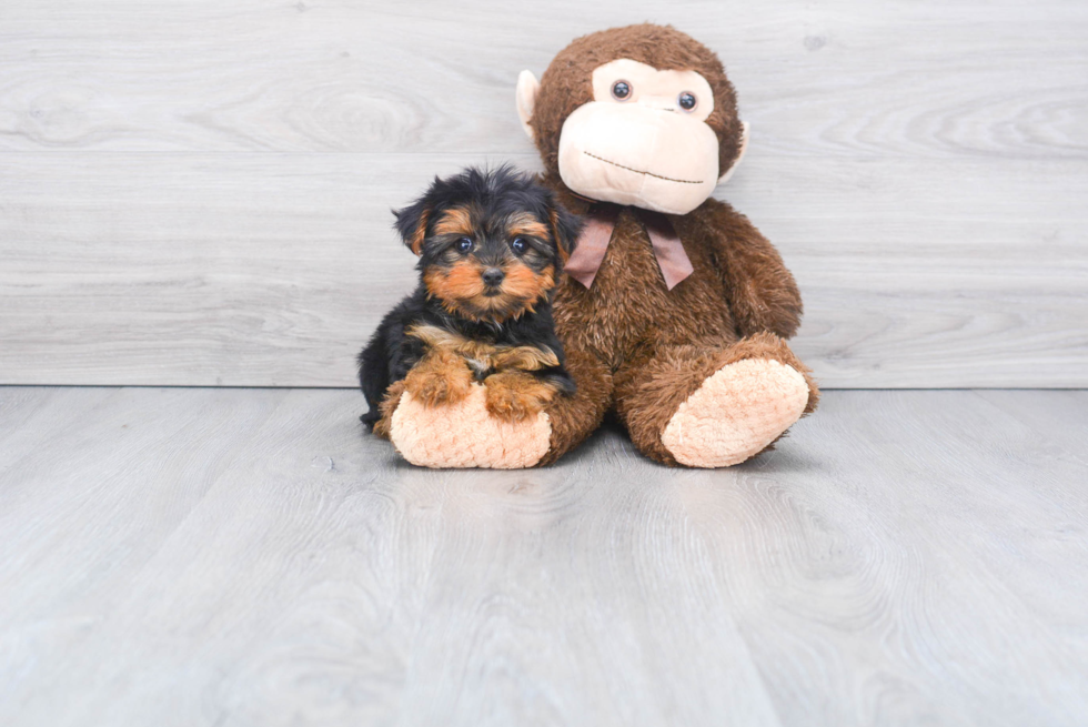 Meet Diamond - our Yorkshire Terrier Puppy Photo 