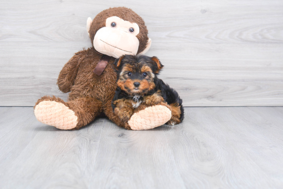 Meet Izzie - our Yorkshire Terrier Puppy Photo 