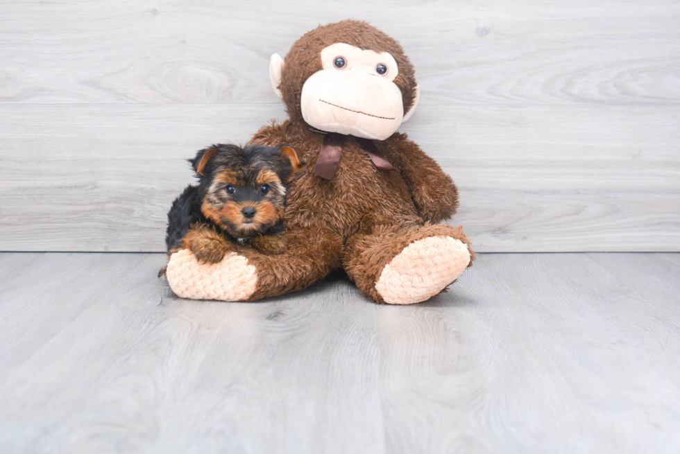 Meet Izzie - our Yorkshire Terrier Puppy Photo 