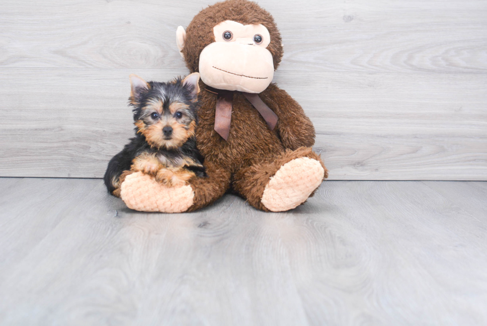 Meet Izzie - our Yorkshire Terrier Puppy Photo 