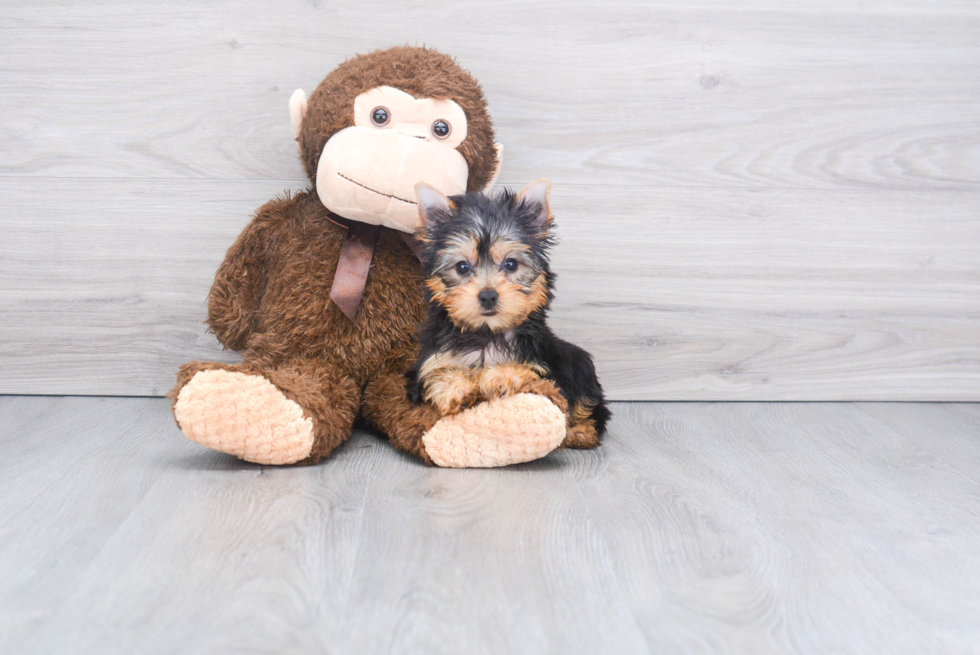 Meet Izzie - our Yorkshire Terrier Puppy Photo 