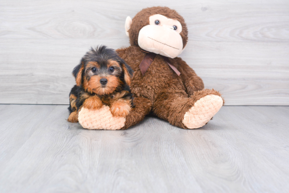 Meet Izzie - our Yorkshire Terrier Puppy Photo 