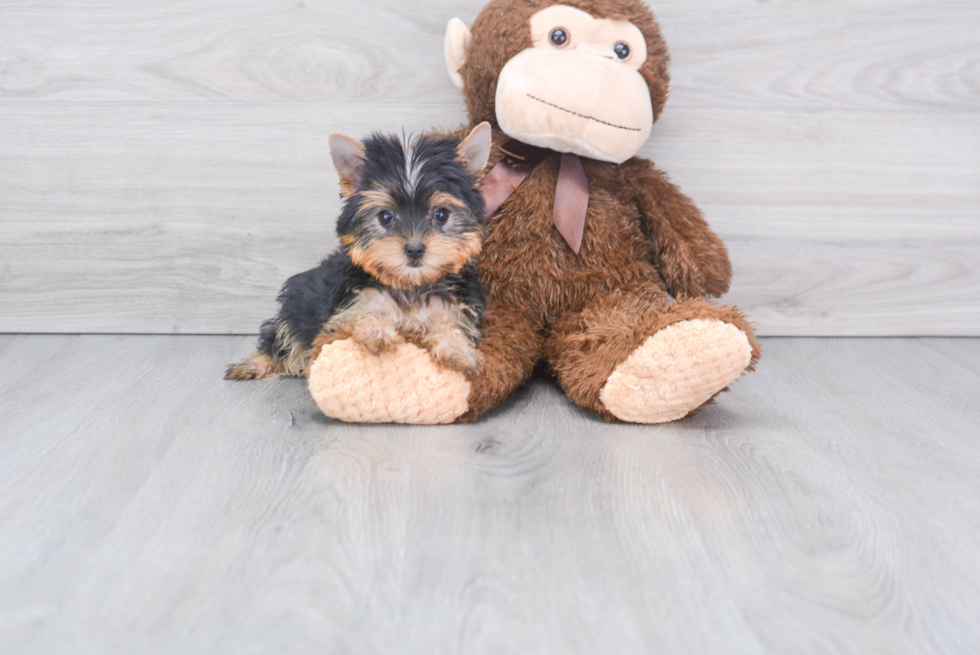 Meet Tinkerbell - our Yorkshire Terrier Puppy Photo 