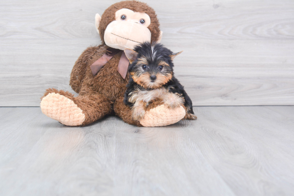 Meet Tinkerbell - our Yorkshire Terrier Puppy Photo 