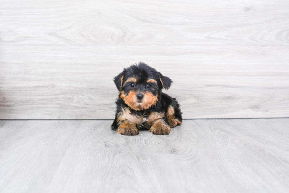 Meet Izzie - our Yorkshire Terrier Puppy Photo 