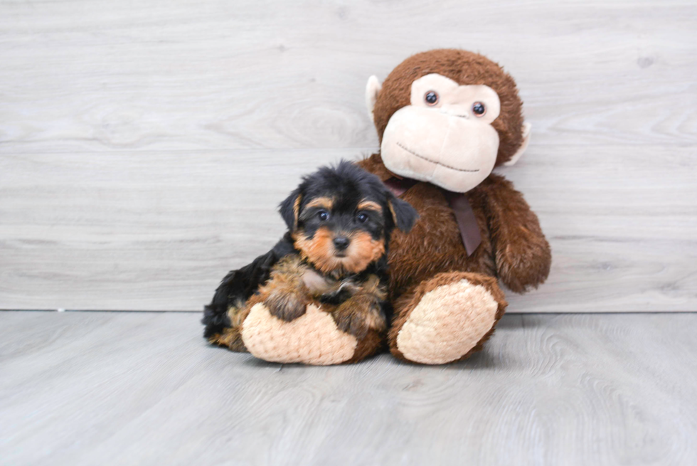Meet Izzie - our Yorkshire Terrier Puppy Photo 