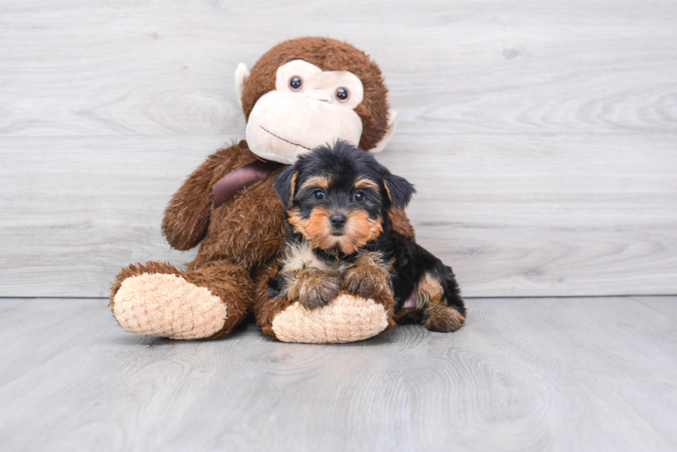 Meet Izzie - our Yorkshire Terrier Puppy Photo 
