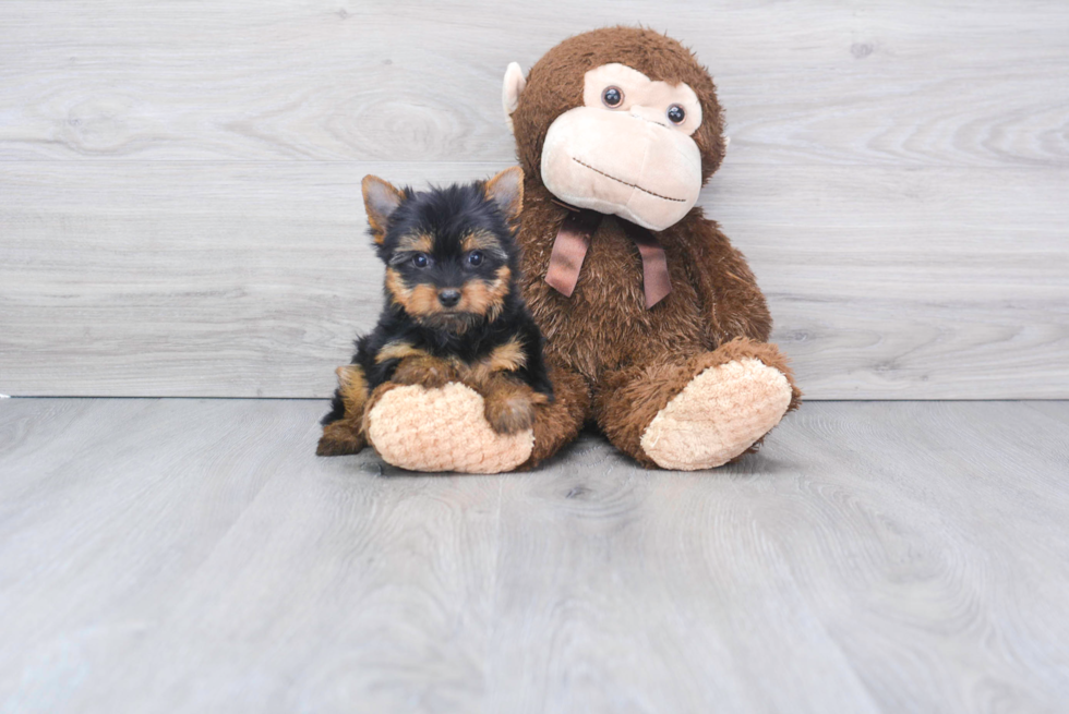 Meet Izzie - our Yorkshire Terrier Puppy Photo 