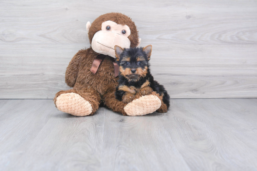 Meet Izzie - our Yorkshire Terrier Puppy Photo 