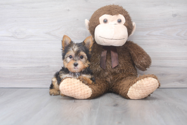 Energetic Yorkie Purebred Puppy