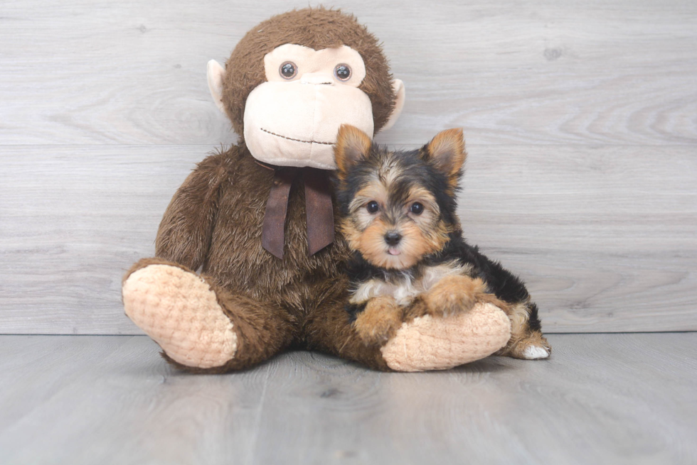 Petite Yorkie Purebred Puppy