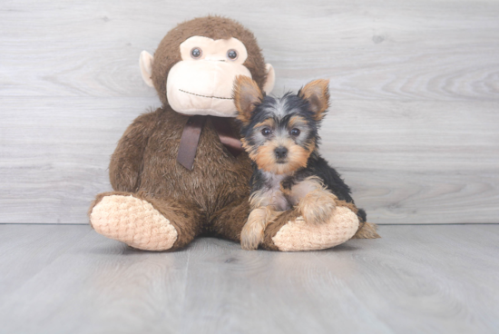 Cute Yorkie Purebred Puppy