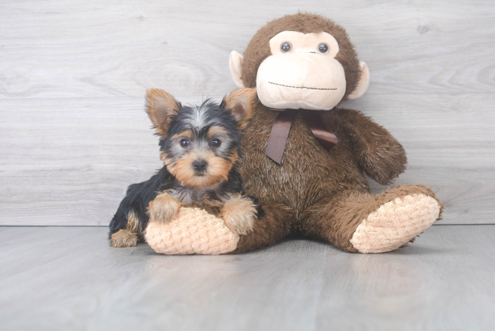 Smart Yorkie Purebred Puppy